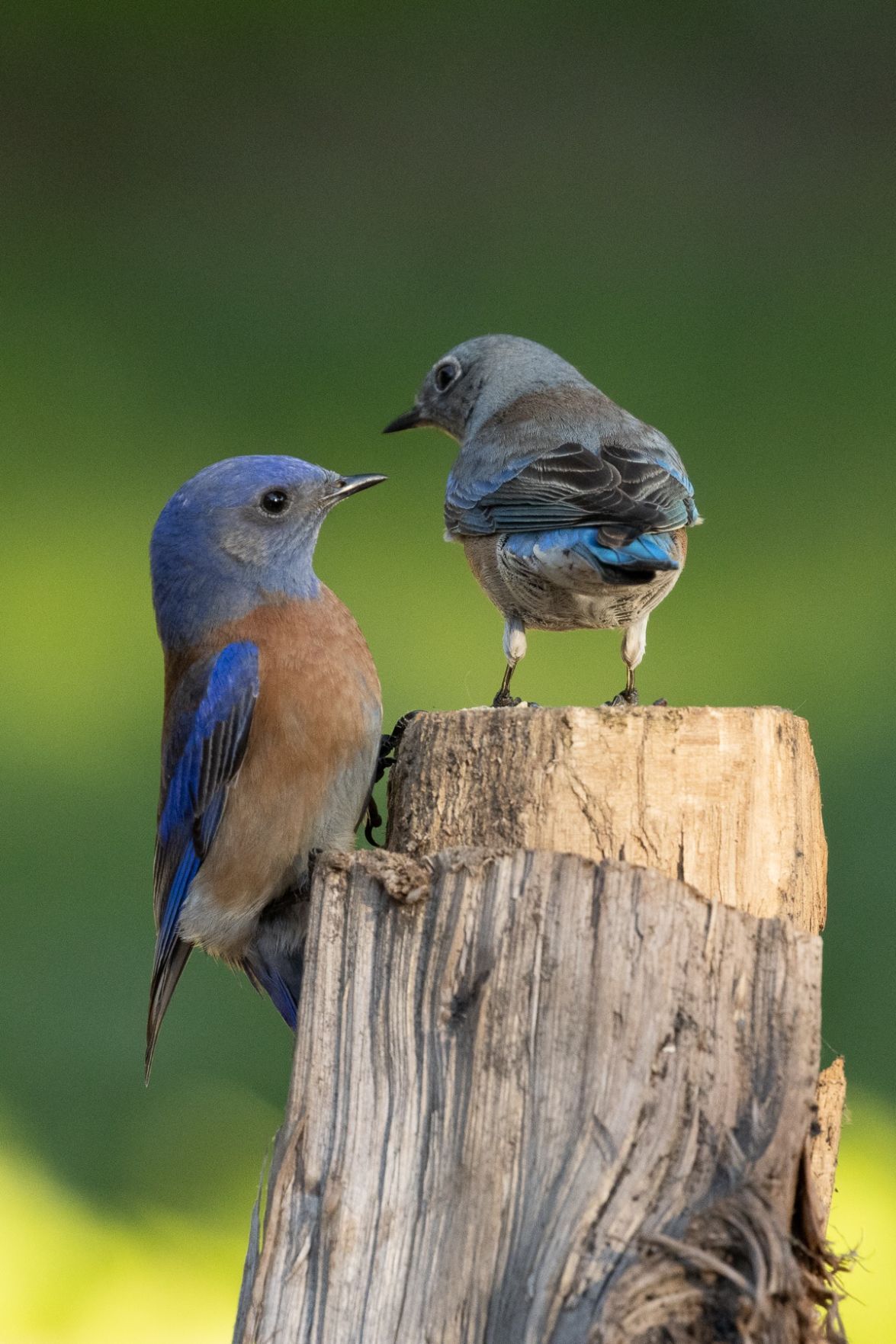 Bluebirds